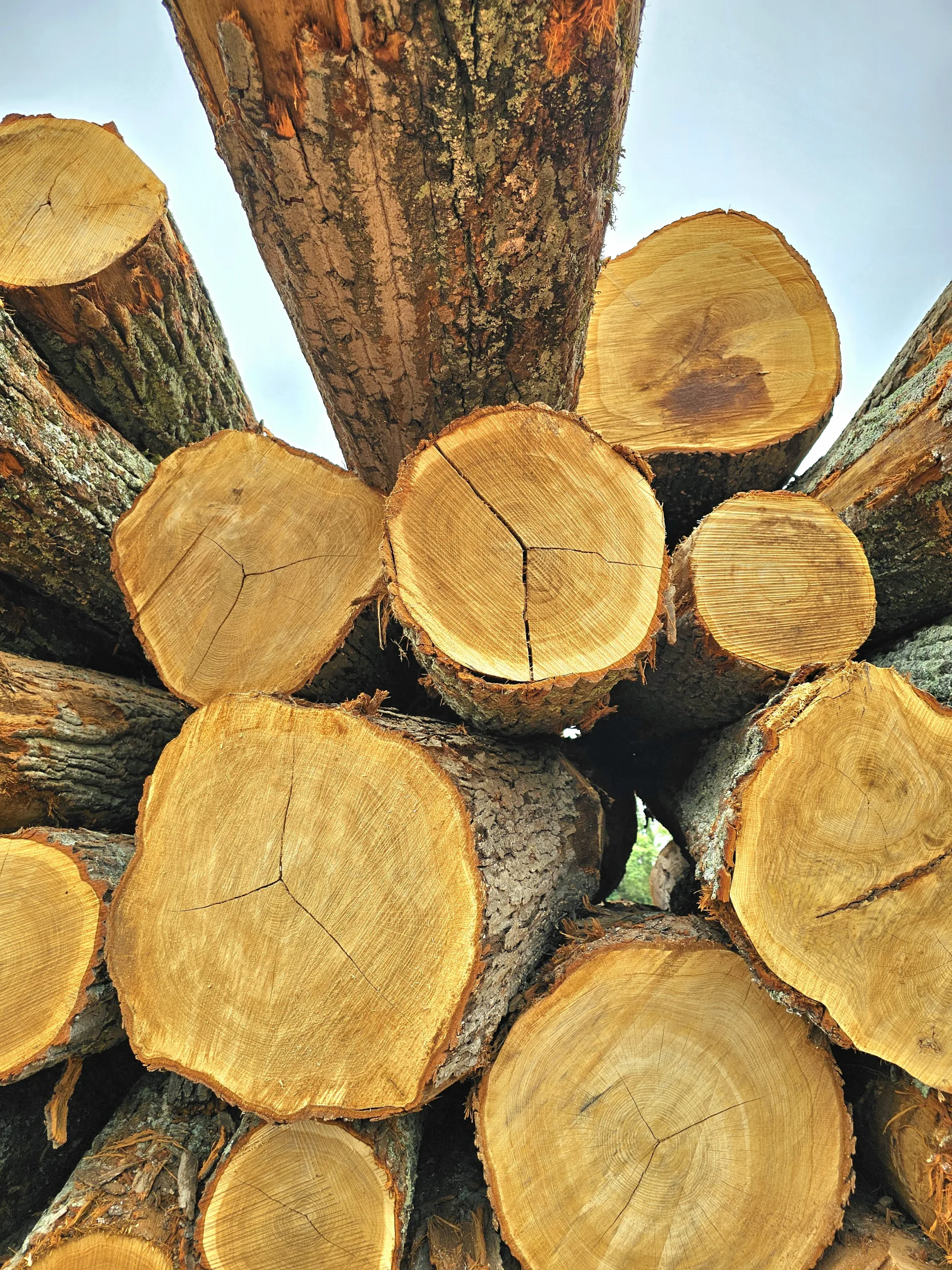 Close-up of freshly cut hardwood logs at Turman Forest Products log yard, showcasing sustainable Appalachian timber ready for sawmill processing.
