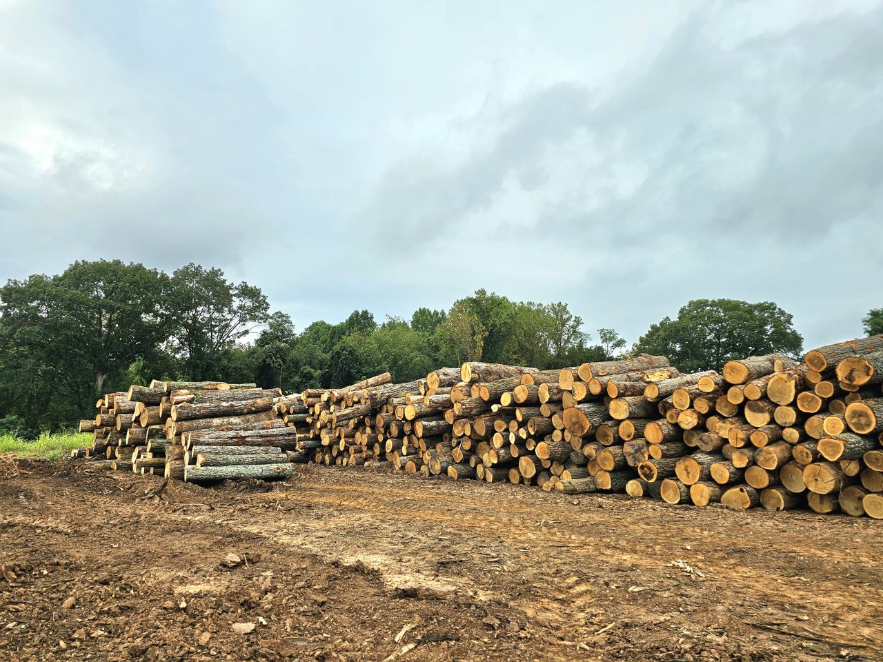 Sell Your Timber | Turman Forest Products