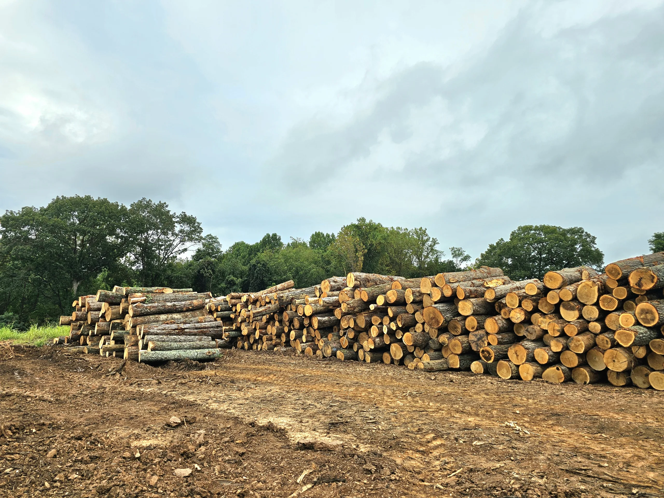 Large stacks of hardwood logs at Turman Forest Products log yard in Virginia, sustainably harvested for lumber, flooring, pallets, and export markets.