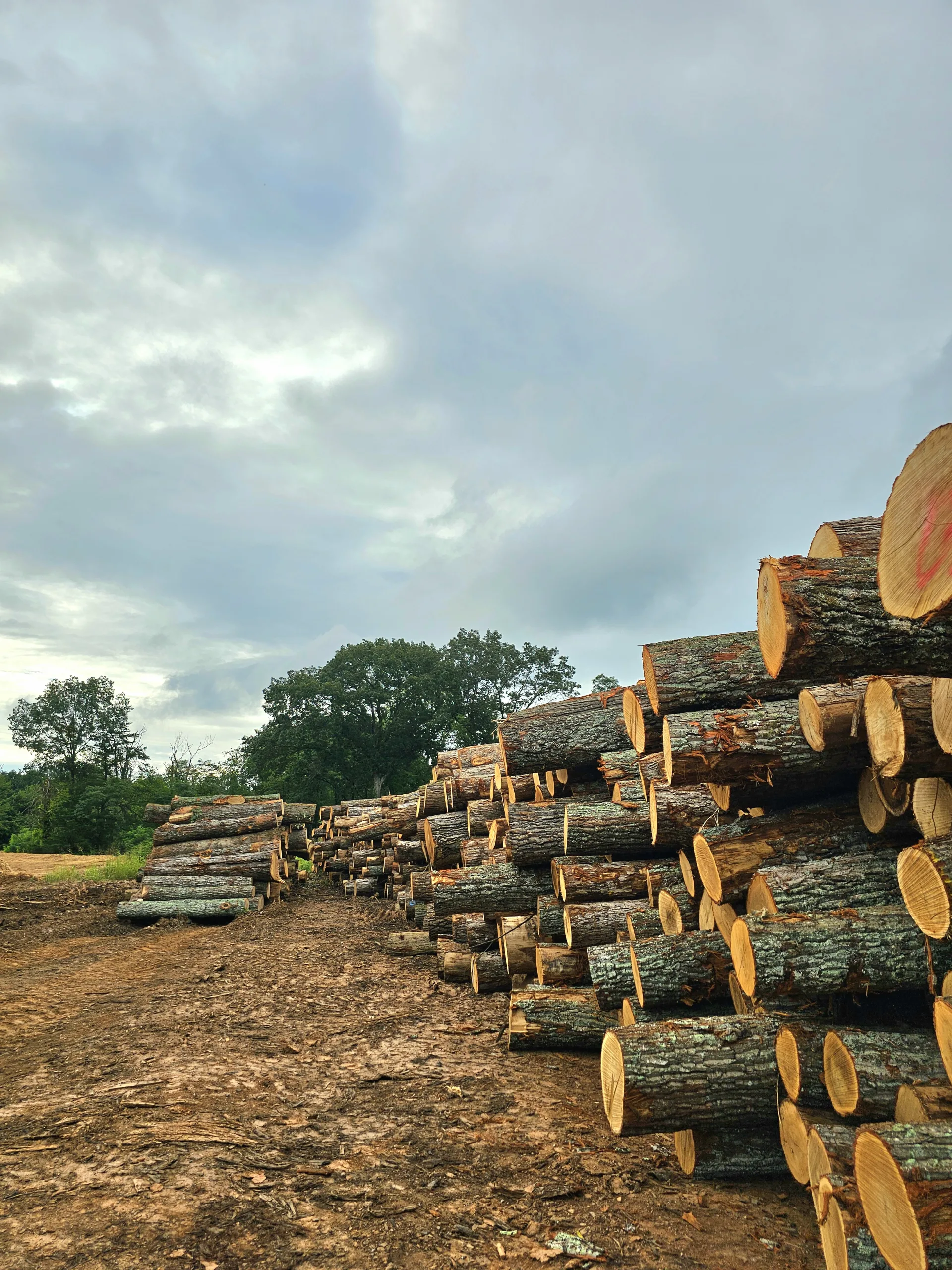 Hardwood logs stacked at Turman Forest Products log yard in Virginia, sustainably harvested for lumber, pallets, and flooring production.