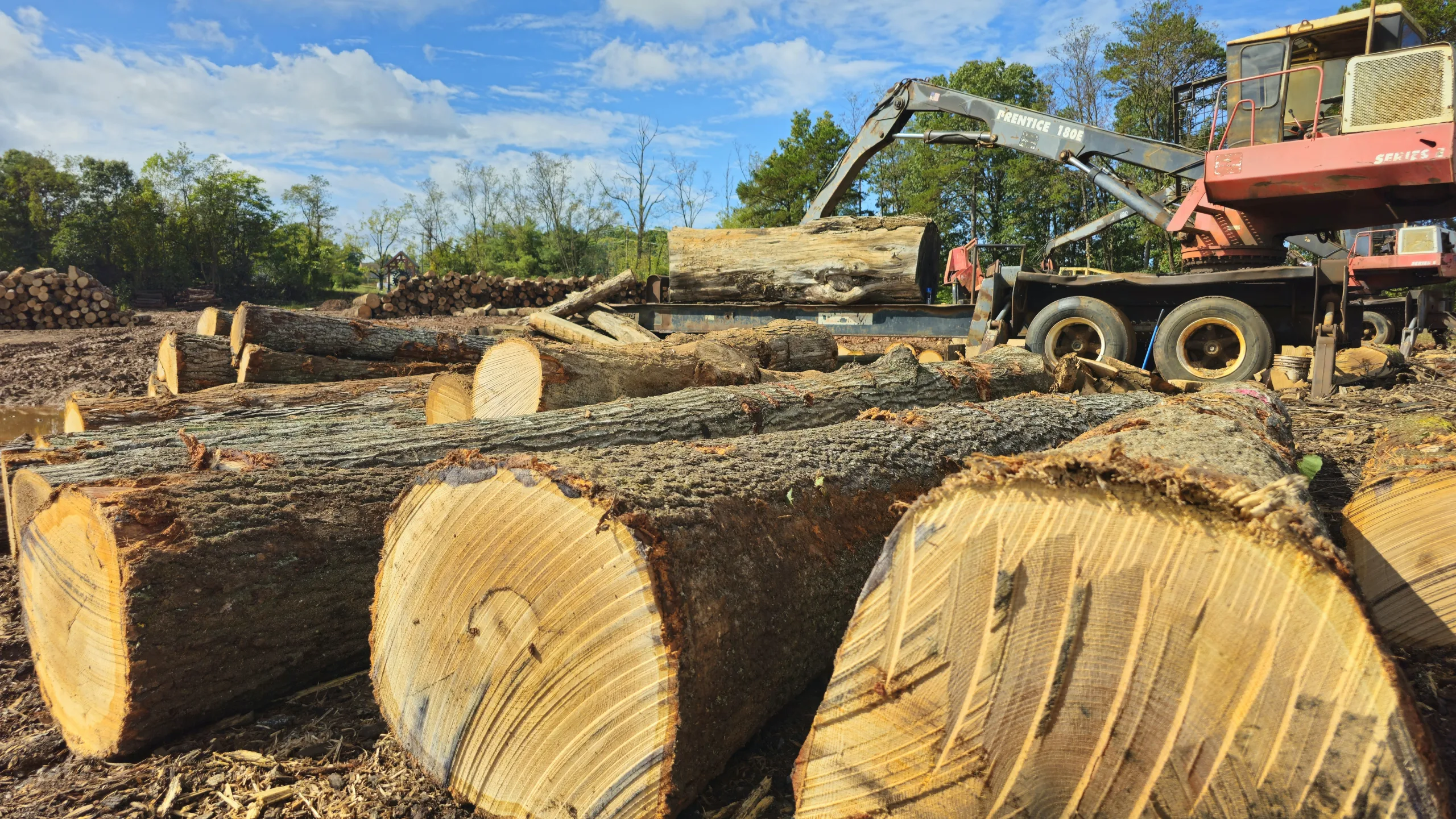 Freshly cut hardwood logs being loaded at Turman Forest Products sawmill yard in Bedford Virginia.